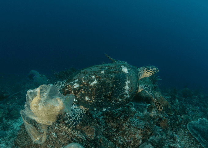 Sea turtle swimming with a plastic bag caught on its shell, highlighting ocean pollution