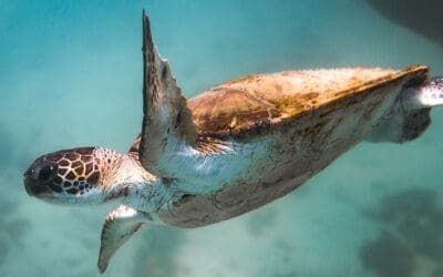 Biodiversity: The Hidden Threat to Investors