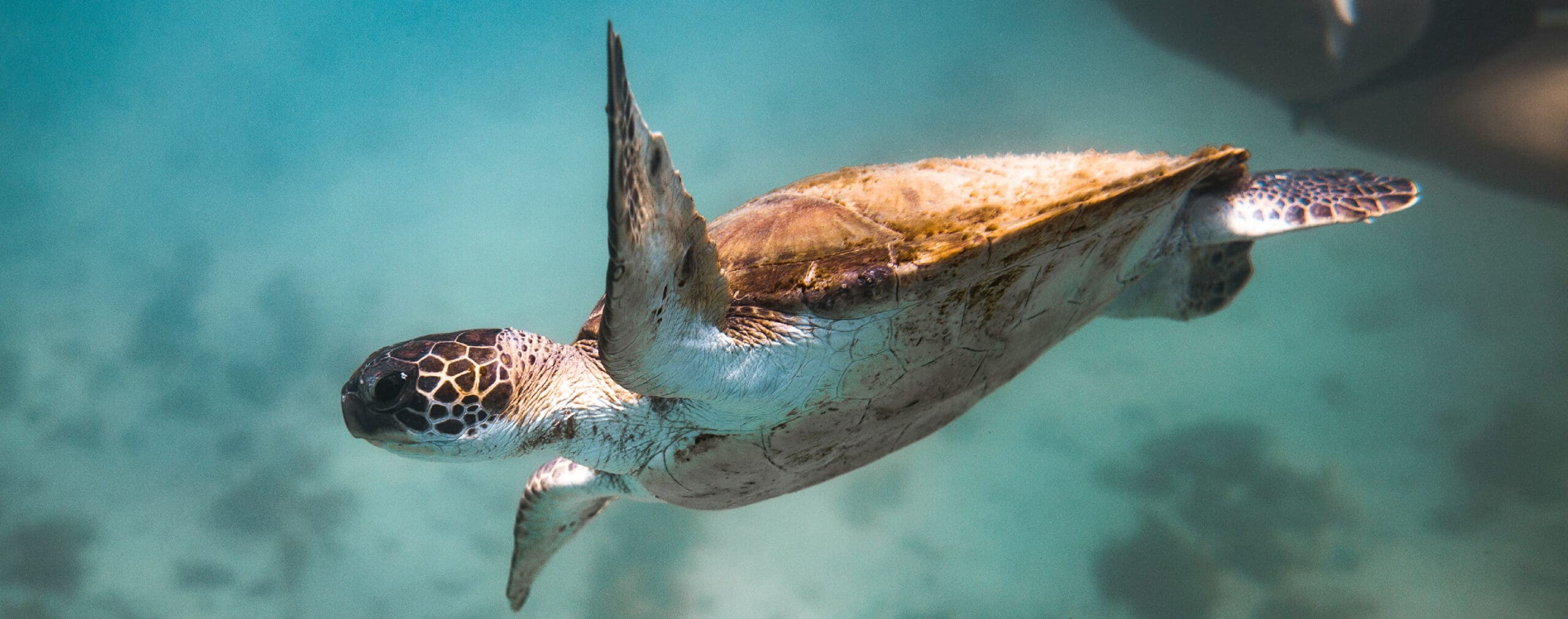 An Inrate sea turtle gracefully swims underwater, its flippers extended as it glides through the clear, blue water.