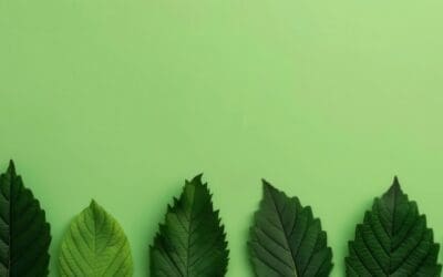 Can New Regulations Solve Greenwashing Concerns in Sustainable Finance?