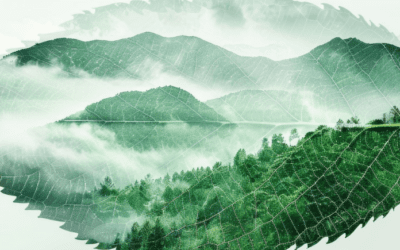 ESG Risk Ratings vs ESG Impact Ratings