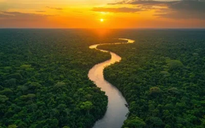 Palm Oil: Addressing Deforestation and Human Rights Risks in the Supply Chain