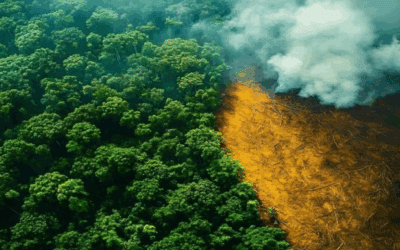 Nature-Based Solutions: The Next Big ESG Investment Theme